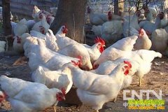 [ũ�����]ǭ����С�㼦��ֳ������Ƶ