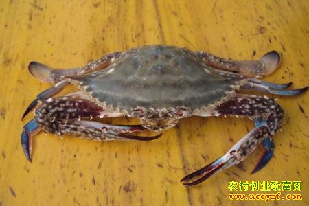 ��������з����ͼƬ