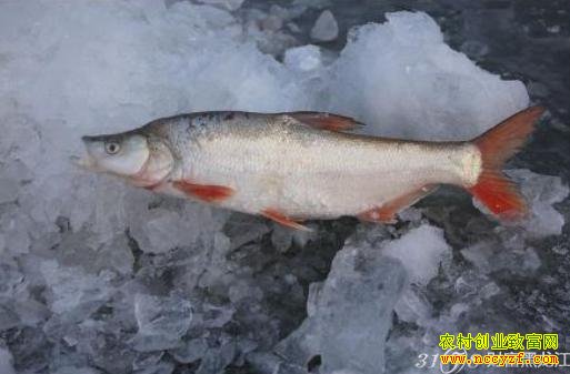 ��������β��ͼƬ