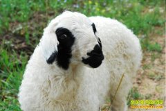 [�Ƽ�Է]�����Ǻ��� Ϊɶ�ֽ���è��