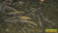 [ũ�����]��������ֳ����