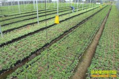 �������Ϻ���ֲ�ռ�:��Ƥʯ�������ũ������