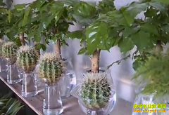 ��ֲ�¸���Ŀ��С�ﴴҵ�������໨��ǰ����