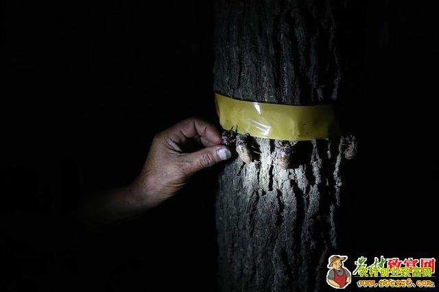 ��ͼ�����ղ�Ӽ����ʳ ����ץһ��׬����Ԫ