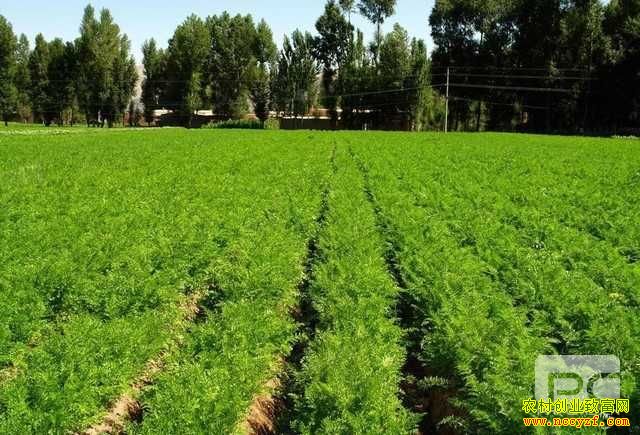 ���ܲ���¢��ֲͼƬ