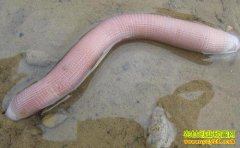 [ÿ��ũ��]ɳ���ѿ����ѳ�