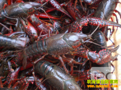 [ÿ��ũ��]���ս��С��Ϻ�����·