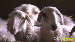 [�¸���]�������ڳ�ҫ��ɳĮ������ʵ�ֲƸ�����