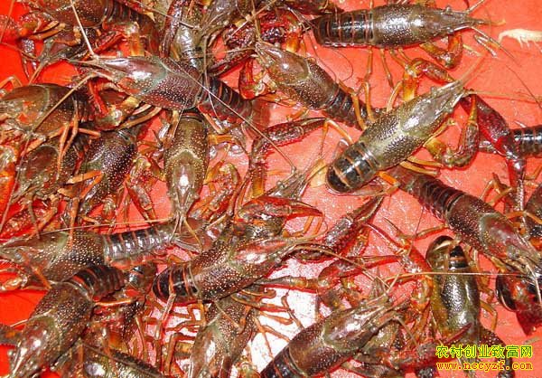 ��ź����ͼƬ