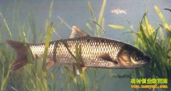 [�����е�]��˫����ֳ�ó���׬Ǯ��С�����¸���Ƶ