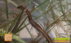 [ÿ��ũ��]�㶫��������ïˮ������Ҳ׬Ǯ