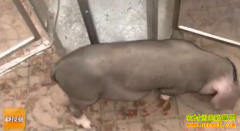 [�Ƽ�Է]�¾�������������ת�Ÿ�ˢ�͵�ƿ