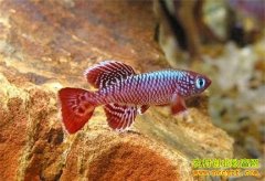 [�����е�]��Ʒ�ˣ����������� ���������