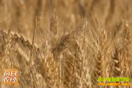 �������ĸ߲�С��Ʒ�֣�Ӥ��700ͼƬ