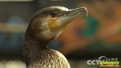 [�¸���]���ϴ������񷪷�����ӥ���̻�֮��