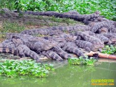 [�Ƽ�Է]������ֳ�����飨2������������