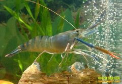 [ũ�����]������Ϻ��̫��2����ֳ����