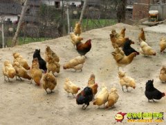 [ũ�����]��������ֳ������Ƶ