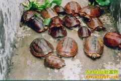 [�����е�]�㶫����������ֳ��Ǯ��25���Ƹ�