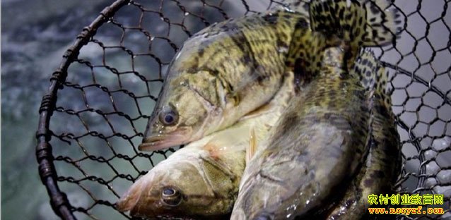 ������ֳͼƬ