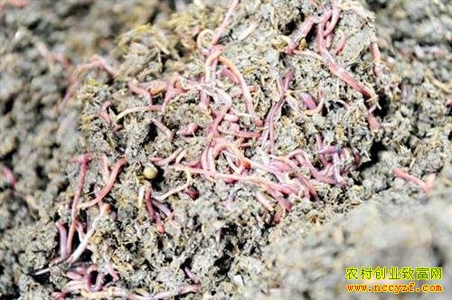 ���������ͼƬ