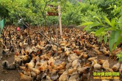 ��̬������Ŀ��������̬����Ч���