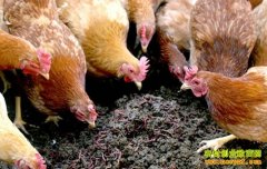 ��ֳ�¸���Ŀ�����ι�� �ɱ���Ч���