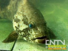 [ũ�����]ʯ������ֳ������Ƶ