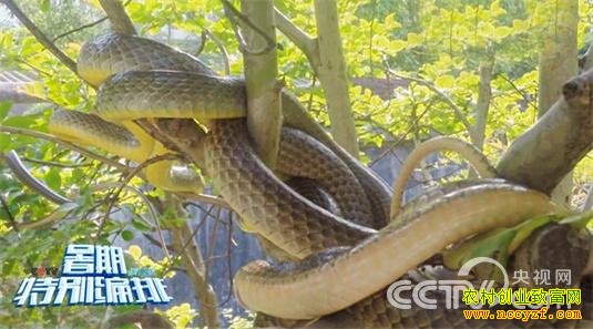 ��ֳ�����飨3��