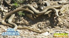 [�Ƽ�Է]��ֳ������(3)�������ߣ�