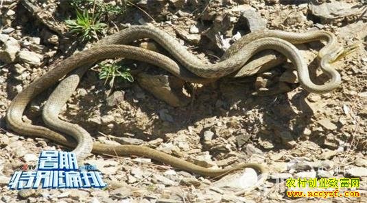 ��ֳ�����飨3��