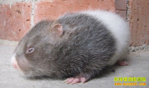 ������ֳ