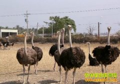 [�Ƽ�Է]��ֳ������(4)������������С����Ƶ