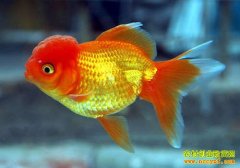 [�����е�]���������ﱦ��Ľ���Ƹ�