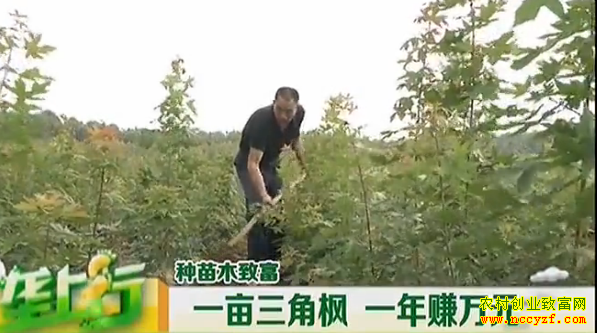 ���Ƿ���ֲͼƬ