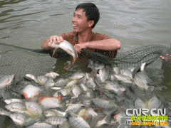 ��ֳ�¸���Ŀ����ֳ������Ȫ���޷����׬Ǯ