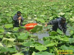 ��ֲ�¸���Ŀ��ź���� źũ��