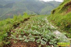 ��ֲ�¸���Ŀ��ɽ�������� ��·�������