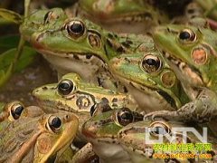 �¸��ð������Ʒ۳�������Ч���