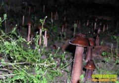 [ũ�����]��������ֲ������Ƶ