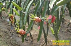 ��ֲ�¸���Ŀ����ֲ������ ϡ���ֺ���