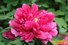 [ũ�����]ĵ��Ʒ�ֽ���