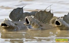 [ÿ��ũ��]��ˮҲ������������׬Ǯ