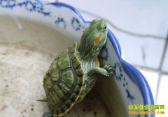 �¸��ð�������ֳ����� ��׬ʮ����