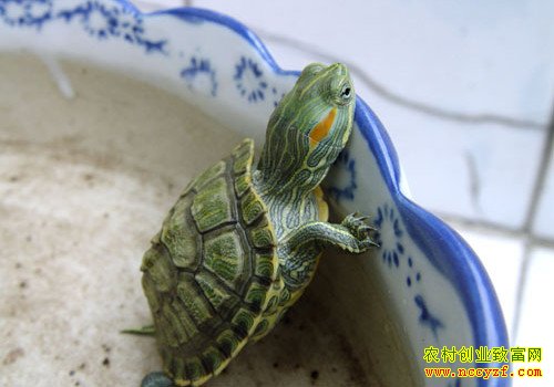 �������ֳͼƬ