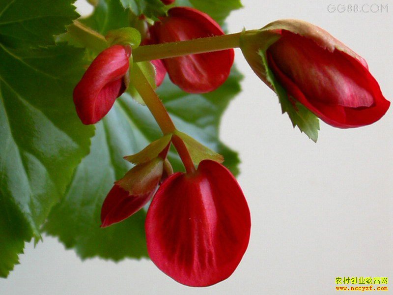 ������ͼƬ