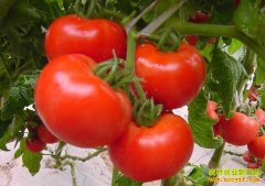 [�Ƽ�Է]���������ԡ���Ϻ��