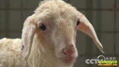 [�¸���]����������ȱ����������������