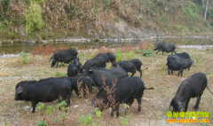 [ÿ��ũ��]���ݽ�����ɽ�ܵ��ܲ������۸�