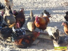 [ÿ��ũ��]�������ӱ���׬��Ǯ